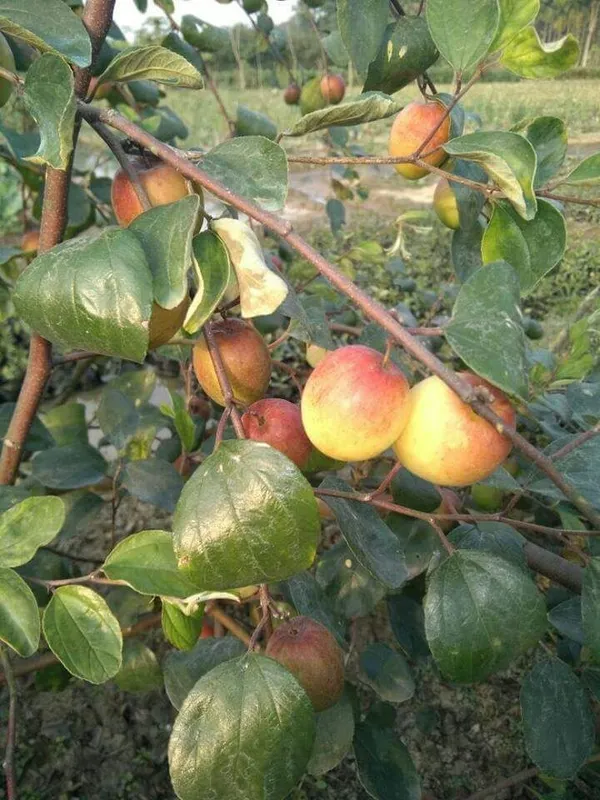 Hybrid_Red_Jujube/Ber_Apple_Fruit_Plant_&_Tree_For_Home_Garden,_Pack_Of_1