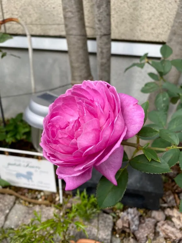 Hybrid_Rose_(Pink)_Flowering_Plant_Easy_To_Care_Attractive_Rose_Plant_For_Home/Office/Balcony/Garden,_Pack_Of_1