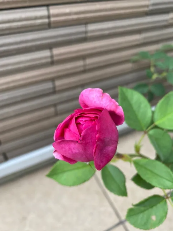 Hybrid_Rose_(Pink)_Flowering_Plant_Easy_To_Care_Attractive_Rose_Plant_For_Home/Office/Balcony/Garden,_Pack_Of_1