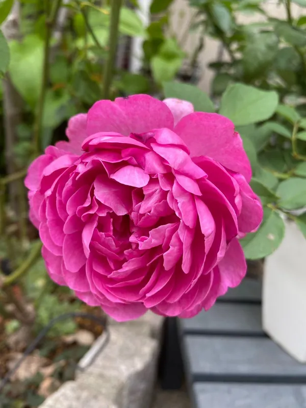 Hybrid_Rose_(Pink)_Flowering_Plant_Easy_To_Care_Attractive_Rose_Plant_For_Home/Office/Balcony/Garden,_Pack_Of_1