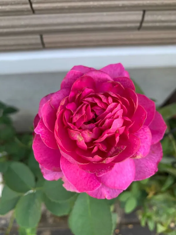 Hybrid_Rose_(Pink)_Flowering_Plant_Easy_To_Care_Attractive_Rose_Plant_For_Home/Office/Balcony/Garden,_Pack_Of_1