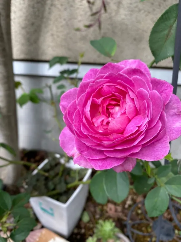 Hybrid_Rose_(Pink)_Flowering_Plant_Easy_To_Care_Attractive_Rose_Plant_For_Home/Office/Balcony/Garden,_Pack_Of_1