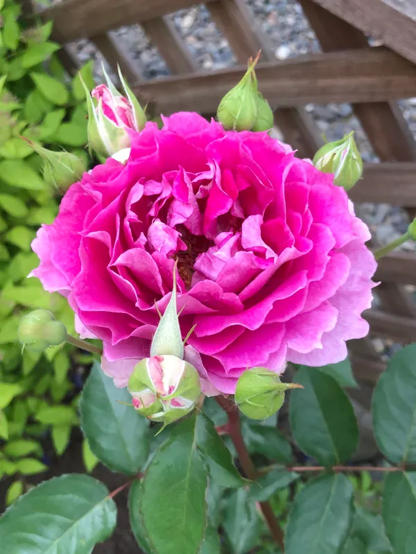 Hybrid_Rose_(Pink)_Flowering_Plant_Easy_To_Care_Attractive_Rose_Plant_For_Home/Office/Balcony/Garden,_Pack_Of_1