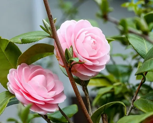 Camellia_Flower_Plant_Rare_Japanese_Varity_Size_1_Ft_To_1.5_F_Tree