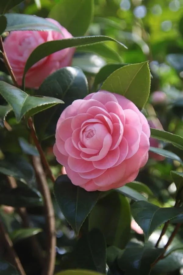 Camellia_Flower_Plant_Rare_Japanese_Varity_Size_1_Ft_To_1.5_F_Tree