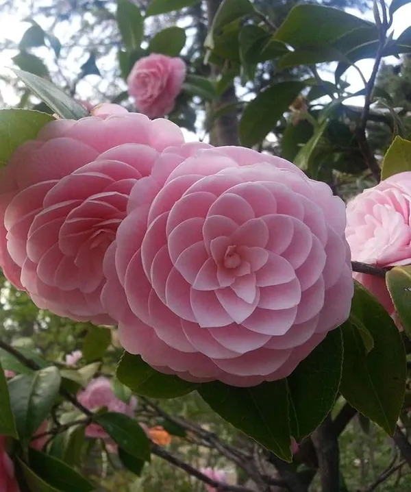 Camellia_Flower_Plant_Rare_Japanese_Varity_Size_1_Ft_To_1.5_F_Tree