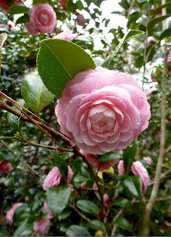Camellia_Flower_Plant_Rare_Japanese_Varity_Size_1_Ft_To_1.5_F_Tree