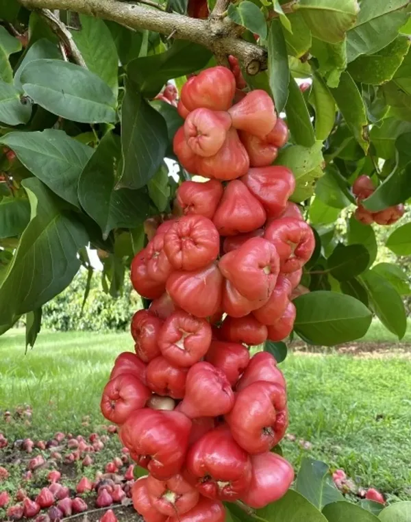 Java_Apple_Fruit_Plant_&_Tree_(1.5-3.5_Ft_Height)_Pack_Of_1