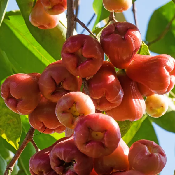 Java_Apple_Fruit_Plant_&_Tree_(1.5-3.5_Ft_Height)_Pack_Of_1