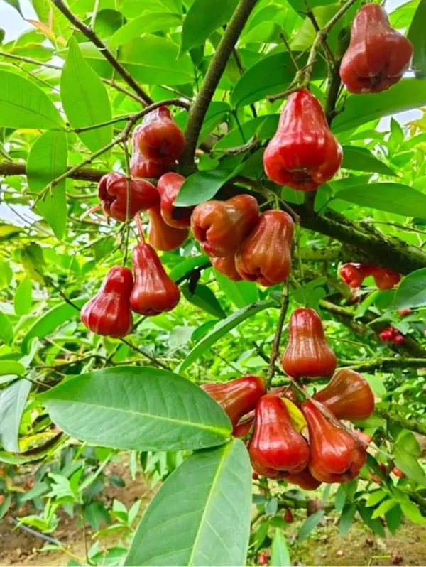 Java_Apple_Fruit_Plant_&_Tree_(1.5-3.5_Ft_Height)_Pack_Of_1