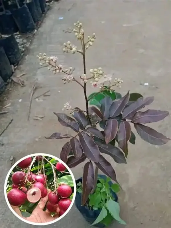 Juicy_&_Sweet_Ruby_Longon__Fruit_Plant_&_Tree_(1.5-3.5_Ft_Height)_For_Home_Garden,_Pack_Of_1