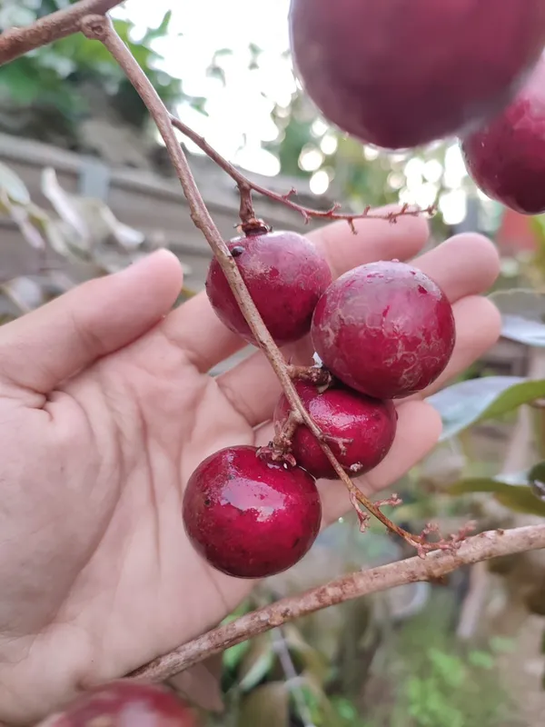 Juicy_&_Sweet_Ruby_Longon__Fruit_Plant_&_Tree_(1.5-3.5_Ft_Height)_For_Home_Garden,_Pack_Of_1