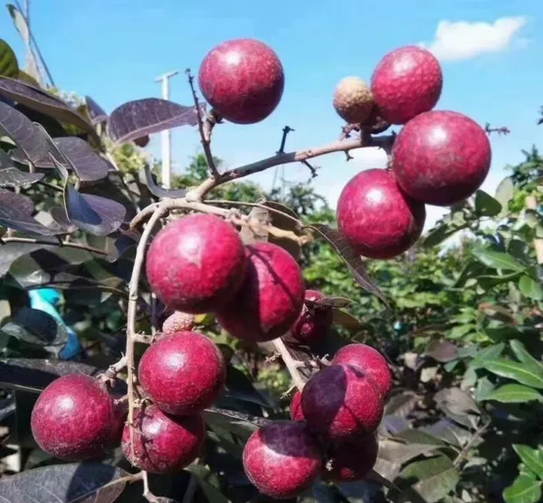 Juicy_&_Sweet_Ruby_Longon__Fruit_Plant_&_Tree_(1.5-3.5_Ft_Height)_For_Home_Garden,_Pack_Of_1