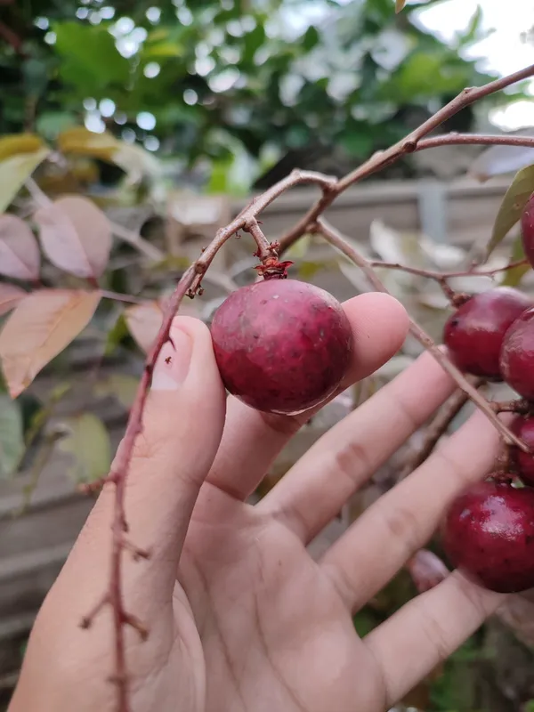 Juicy_&_Sweet_Ruby_Longon__Fruit_Plant_&_Tree_(1.5-3.5_Ft_Height)_For_Home_Garden,_Pack_Of_1