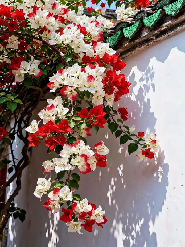 Kagoj_Ful/Bougainvillea_Flowering_Plant_&_Tree_For_Your_Home_Garden,_Pack_Of_1