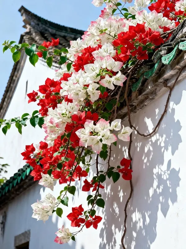 Kagoj_Ful/Bougainvillea_Flowering_Plant_&_Tree_For_Your_Home_Garden,_Pack_Of_1