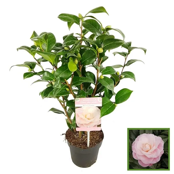 Camellia_Flower_Plant_Rare_Japanese_Varity_Size_1_Ft_To_1.5_F_Tree