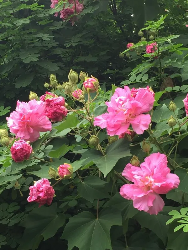 Land_Lotus_Flower_Plant