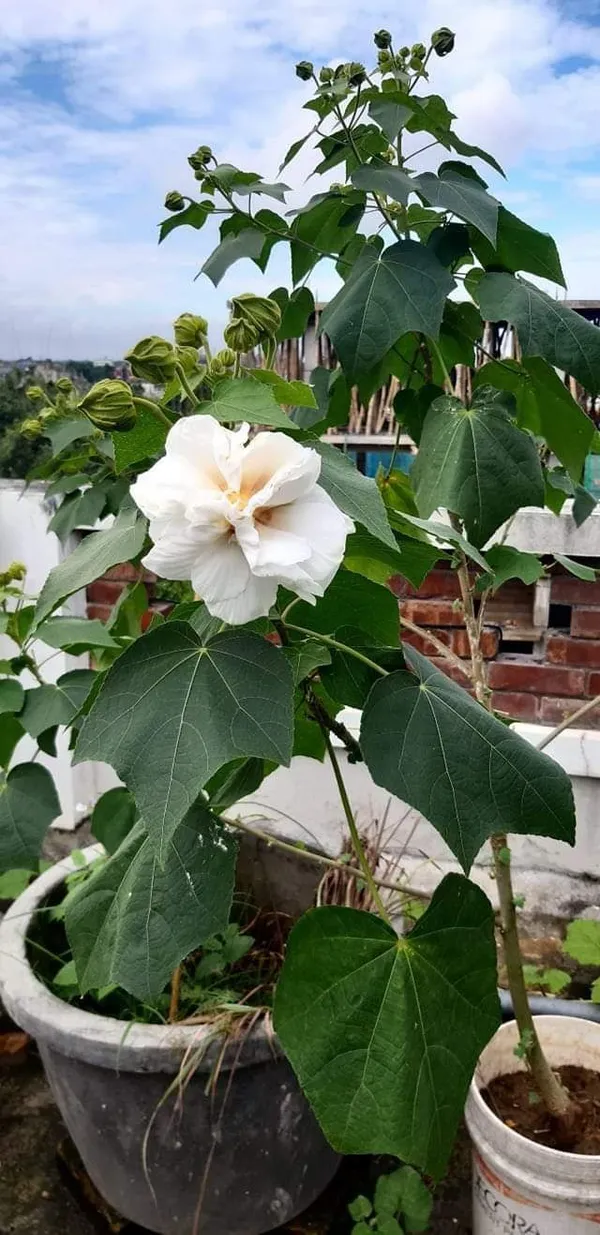 Land_Lotus_Flower_Plant