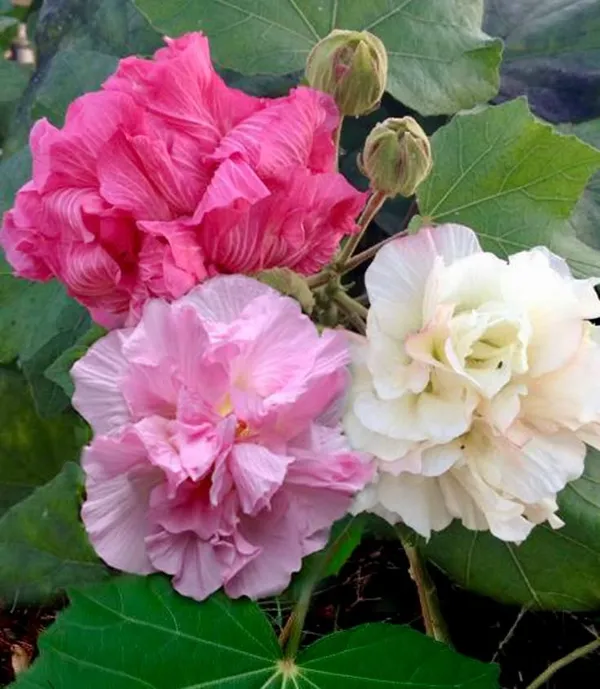 Land_Lotus_Flower_Plant