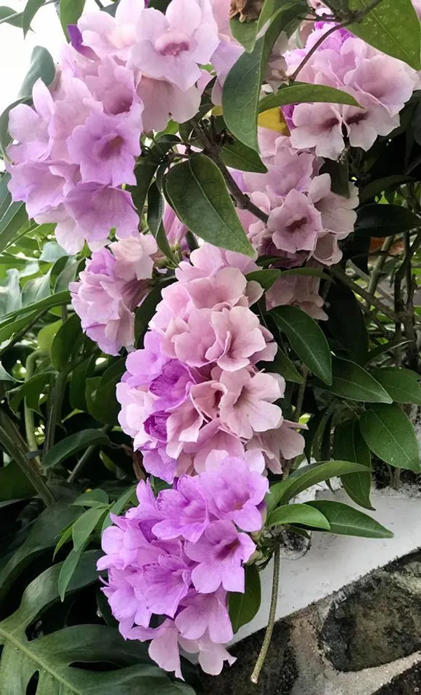 Low-Maintenance_Garlic_Vine_Attractive_Flower_Shrub_Plant_&_Tree_(1.5-3.5_Ft_Height)_Pack_Of_1