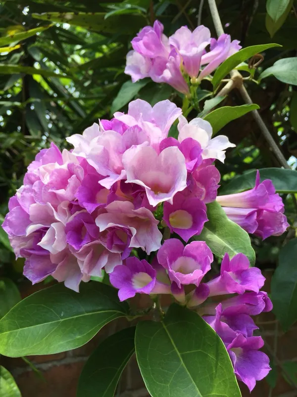 Low-Maintenance_Garlic_Vine_Attractive_Flower_Shrub_Plant_&_Tree_(1.5-3.5_Ft_Height)_Pack_Of_1