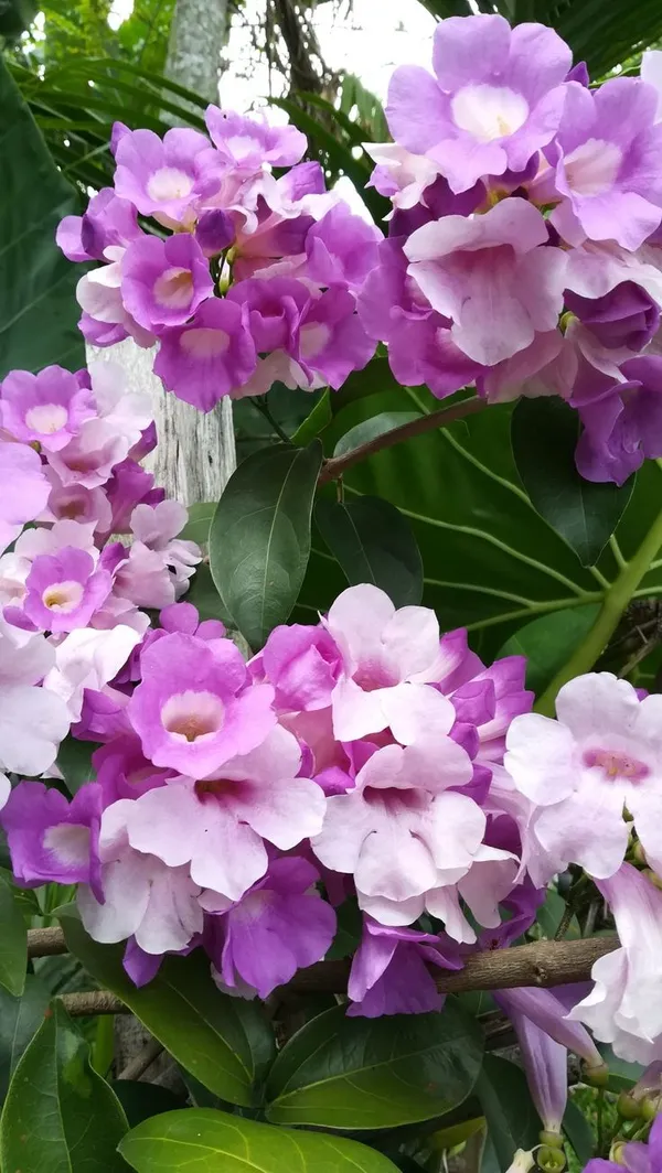 Low-Maintenance_Garlic_Vine_Attractive_Flower_Shrub_Plant_&_Tree_(1.5-3.5_Ft_Height)_Pack_Of_1