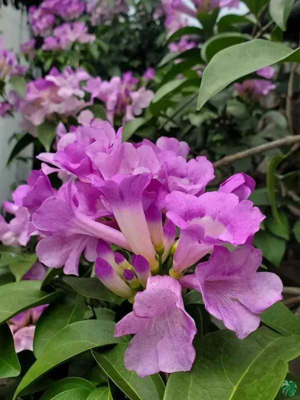 Low-Maintenance_Garlic_Vine_Attractive_Flower_Shrub_Plant_&_Tree_(1.5-3.5_Ft_Height)_Pack_Of_1
