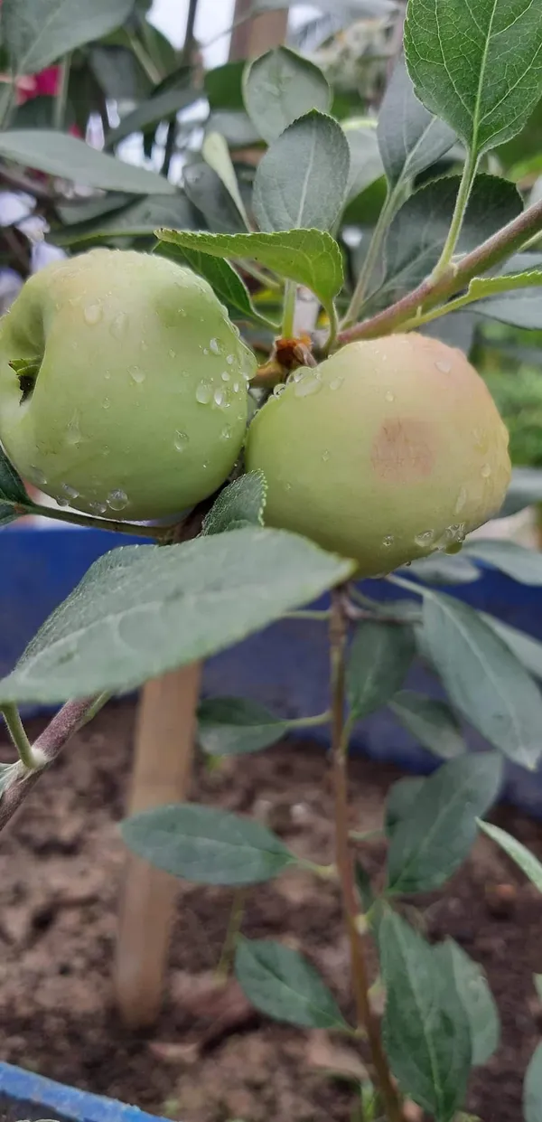 Hot_Place_Apple_Plant_Grafted_arimon-99_Apple_Plant