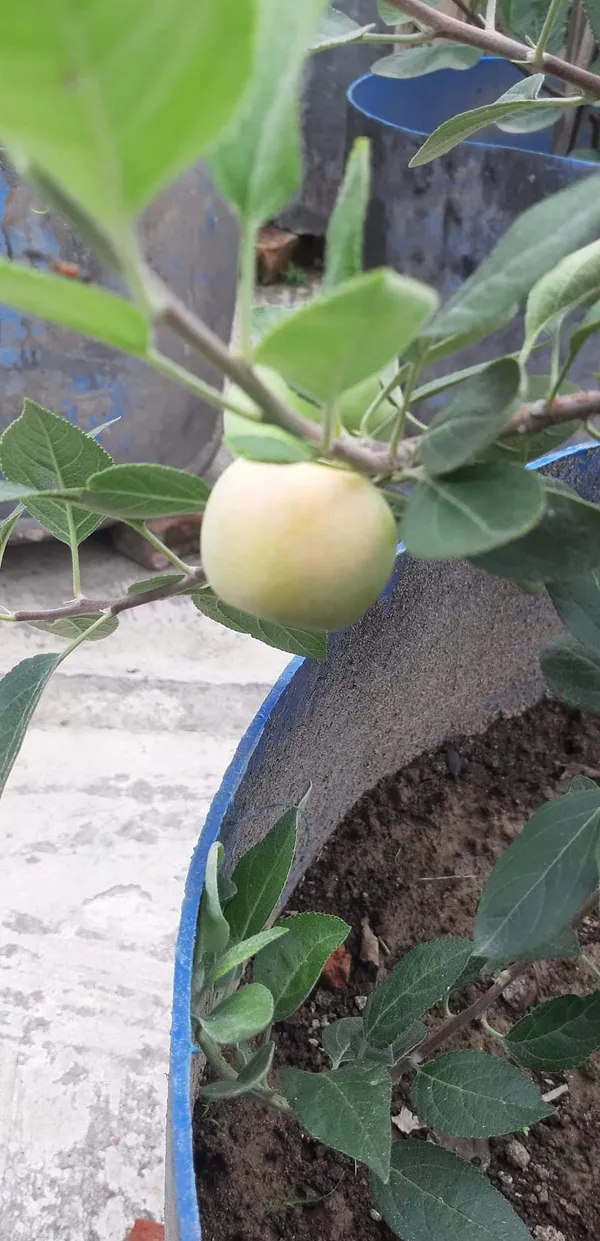 Hot_Place_Apple_Plant_Grafted_arimon-99_Apple_Plant