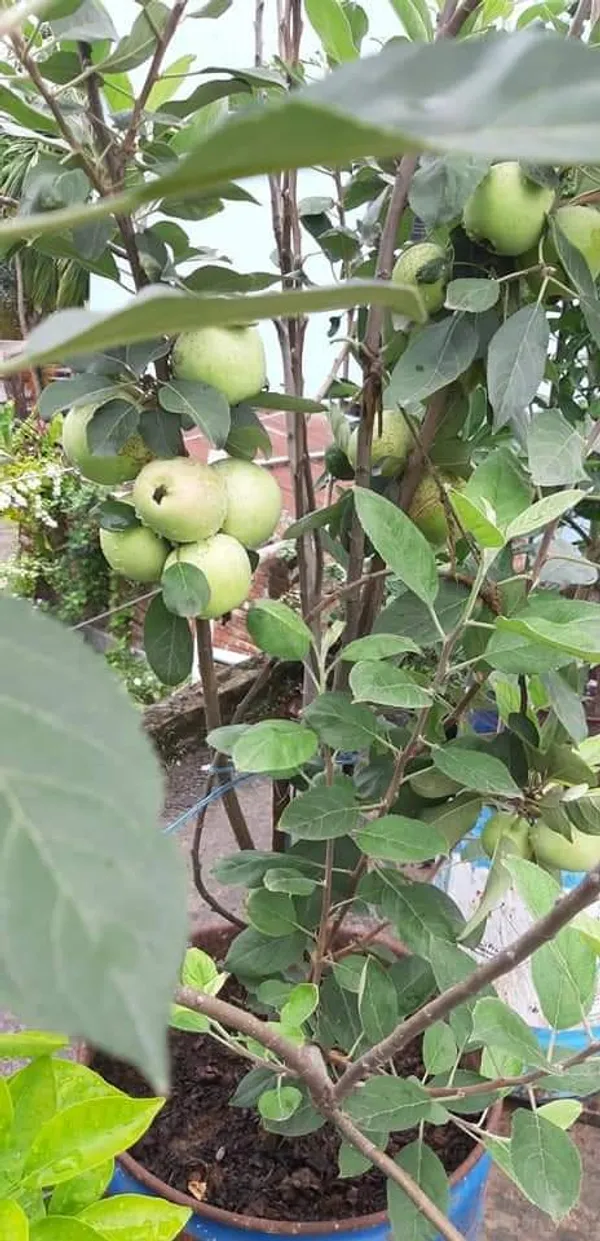 Hot_Place_Apple_Plant_Grafted_arimon-99_Apple_Plant