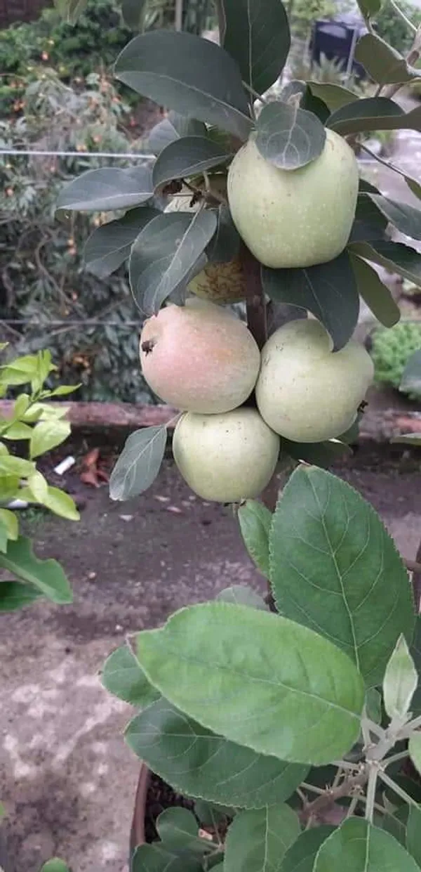 Hot_Place_Apple_Plant_Grafted_arimon-99_Apple_Plant