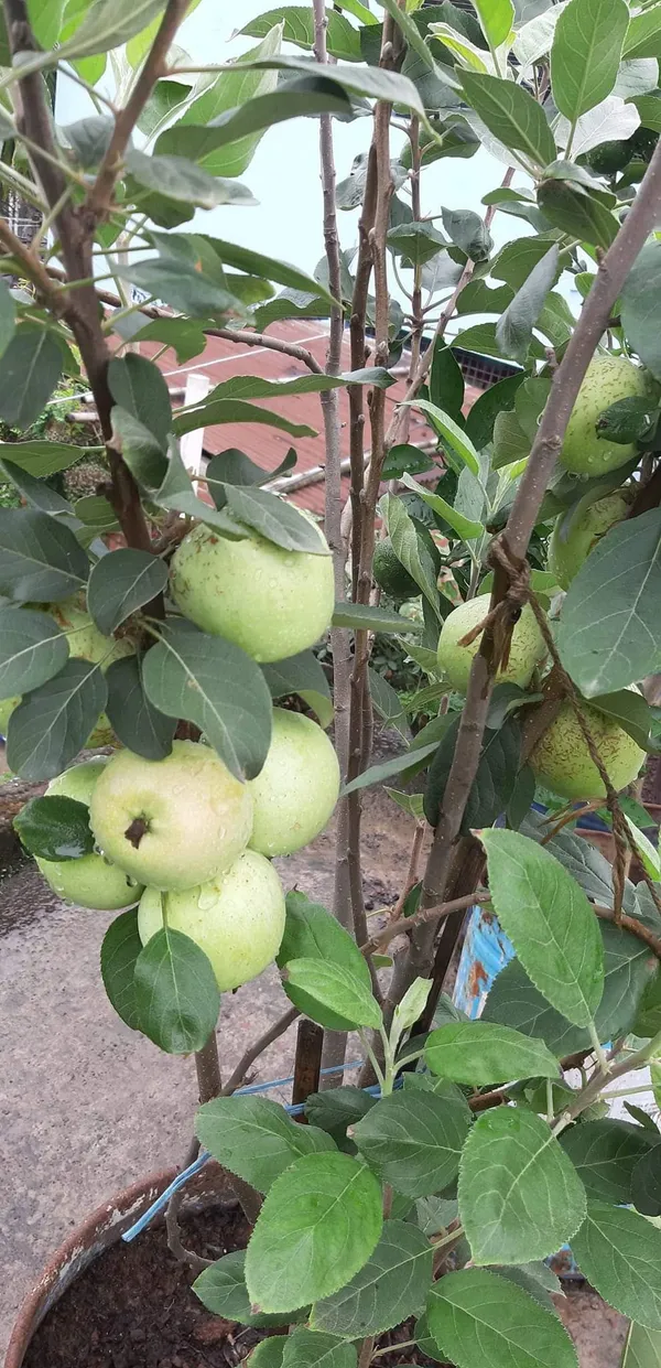 Hot_Place_Apple_Plant_Grafted_arimon-99_Apple_Plant