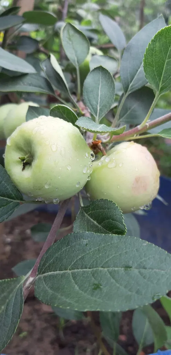 Hot_Place_Apple_Plant_Grafted_arimon-99_Apple_Plant