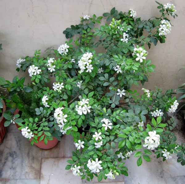 Madhukamini_Strong_Scented_Flower_Plant_&_Tree_For_Shrub/Bush/Home_Decor/Gardening_(1.5-3.5_Ft_Height)_Pack_Of_1