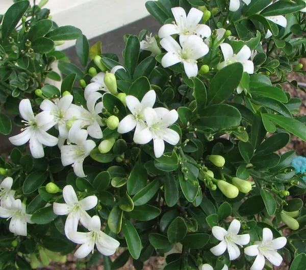 Madhukamini_Strong_Scented_Flower_Plant_&_Tree_For_Shrub/Bush/Home_Decor/Gardening_(1.5-3.5_Ft_Height)_Pack_Of_1