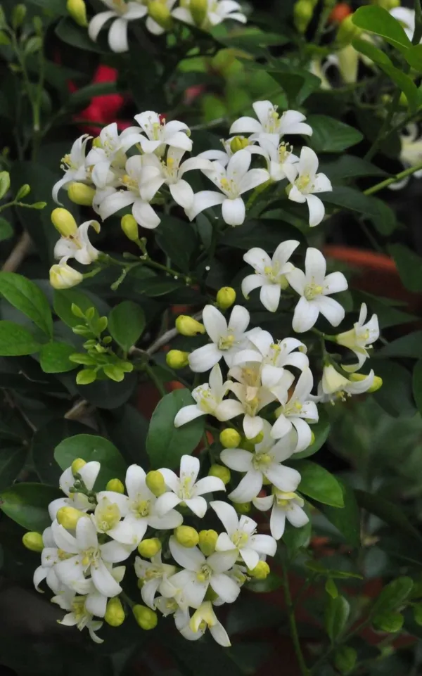 Madhukamini_Strong_Scented_Flower_Plant_&_Tree_For_Shrub/Bush/Home_Decor/Gardening_(1.5-3.5_Ft_Height)_Pack_Of_1