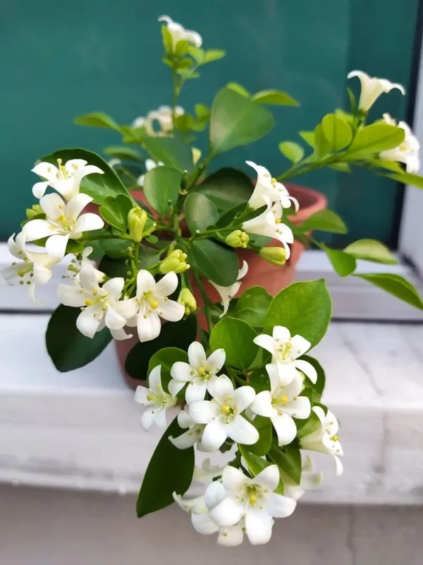 Madhukamini_Strong_Scented_Flower_Plant_&_Tree_For_Shrub/Bush/Home_Decor/Gardening_(1.5-3.5_Ft_Height)_Pack_Of_1