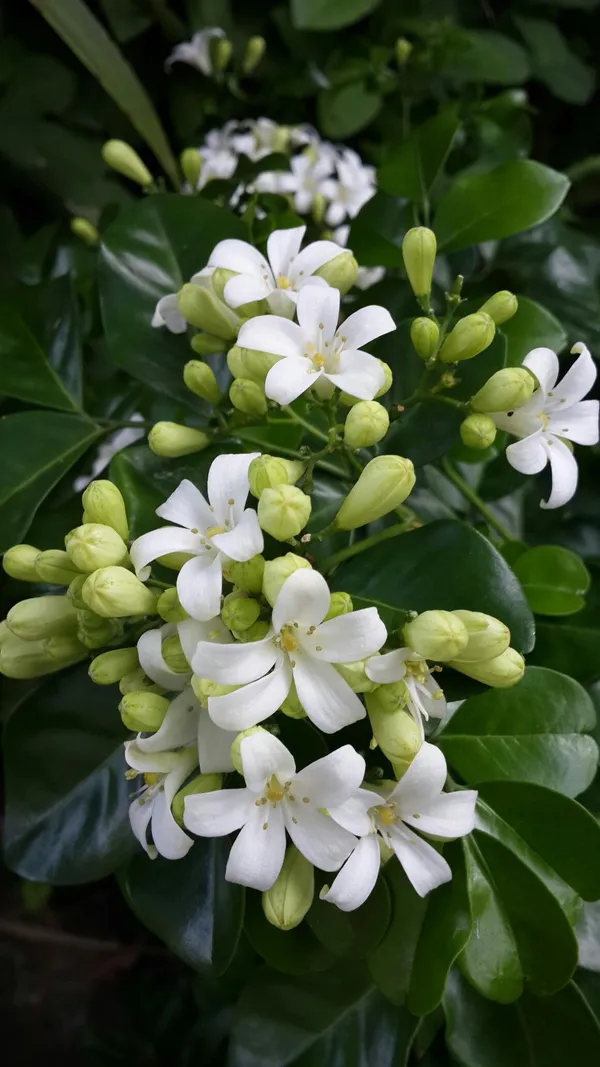 Madhukamini_Strong_Scented_Flower_Plant_&_Tree_For_Shrub/Bush/Home_Decor/Gardening_(1.5-3.5_Ft_Height)_Pack_Of_1