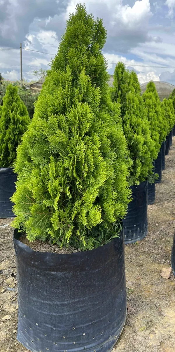 Morpankhi_Best_Houseplant_For_Your_Home_Decor/Gardening_Thuja_Plant_(Pack_Of_1)