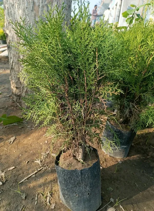 Morpankhi_Best_Houseplant_For_Your_Home_Decor/Gardening_Thuja_Plant_(Pack_Of_1)