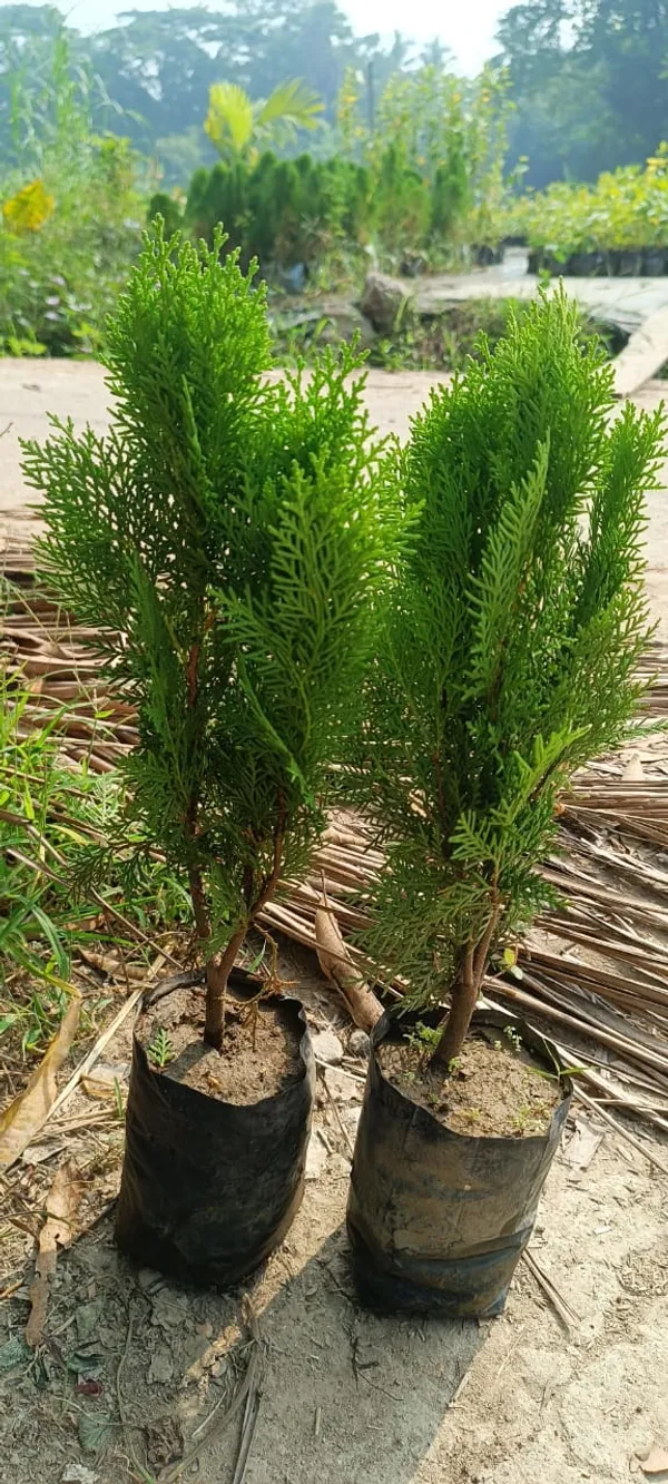 Morpankhi_Best_Houseplant_For_Your_Home_Decor/Gardening_Thuja_Plant_(Pack_Of_1)