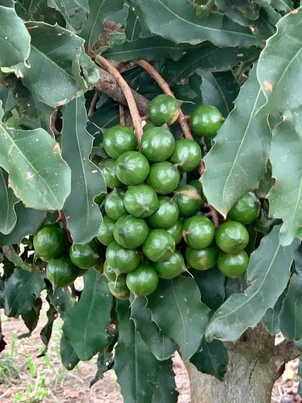 Most_Expensive_Macadamia_Nut_Fruit_Plant_&_Tree_For_Home_Garden_(1.5-3.5_Height)_Pack_Of_1