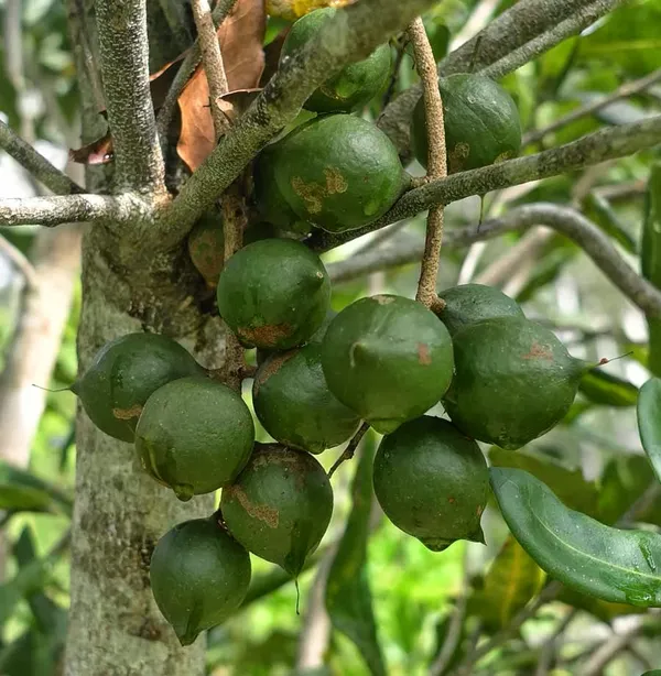 Most_Expensive_Macadamia_Nut_Fruit_Plant_&_Tree_For_Home_Garden_(1.5-3.5_Height)_Pack_Of_1