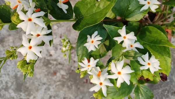 Night_Queen_Parijat_All_Time_Flowering_Plant_&_Tree_With_Fragrance,_Harsinger_Enhance_Your_Garden_Beauty_(1.5-3.5_Ft_Height)_Pack_Of_1