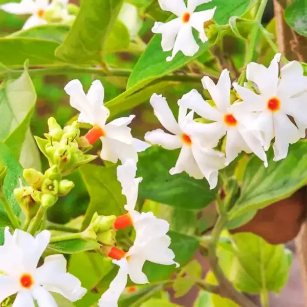 Night_Queen_Parijat_All_Time_Flowering_Plant_&_Tree_With_Fragrance,_Harsinger_Enhance_Your_Garden_Beauty_(1.5-3.5_Ft_Height)_Pack_Of_1