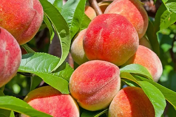 Peach_Healthy_Fruit_Plant_&_Tree_For_Home_Garden_(1.5-3.5_Ft_Height)_Pack_Of_1