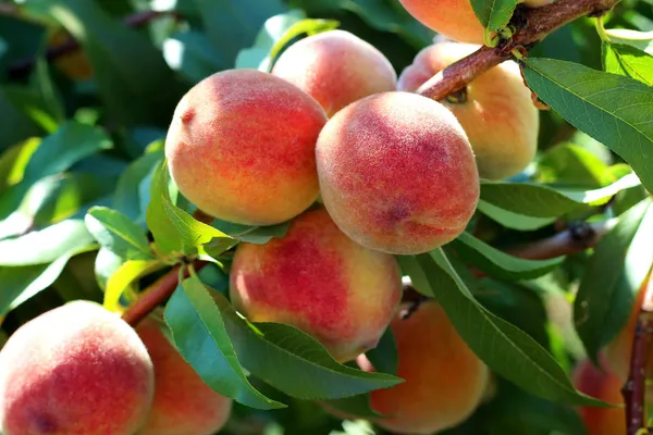 Peach_Healthy_Fruit_Plant_&_Tree_For_Home_Garden_(1.5-3.5_Ft_Height)_Pack_Of_1