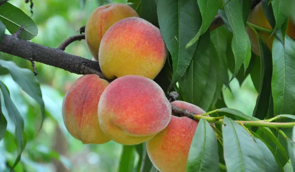 Peach_Healthy_Fruit_Plant_&_Tree_For_Home_Garden_(1.5-3.5_Ft_Height)_Pack_Of_1
