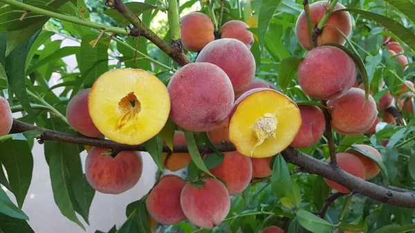 Peach_Healthy_Fruit_Plant_&_Tree_For_Home_Garden_(1.5-3.5_Ft_Height)_Pack_Of_1